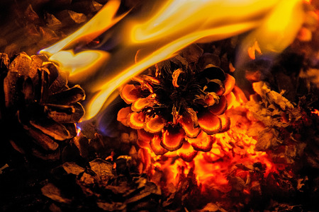 Beautiful campfire of pine cones at night in the forest.の写真素材