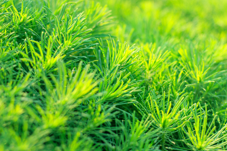garden decorative ornamental perennial grass in sunlight, background, texture. Euphorbia cyparissias in landscape designの写真素材