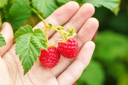 Red ripe raspberries branch on female palm on background green leaves. Hello summer, delicious...