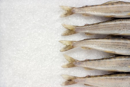 Row tails Siberian river fish grayling on white large crystals salt background, Top view Copy space Flat layの写真素材