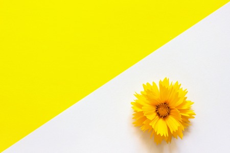 One yellow Coreopsis flower on white and yellow paper background Minimal style Copy space Template for lettering, text or your design Creative Top Viewの写真素材
