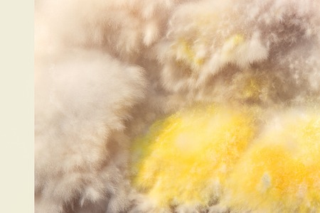 White yellow fluffy mold fungus close up on wooden board in cellar, attic, basement in residential building.の写真素材