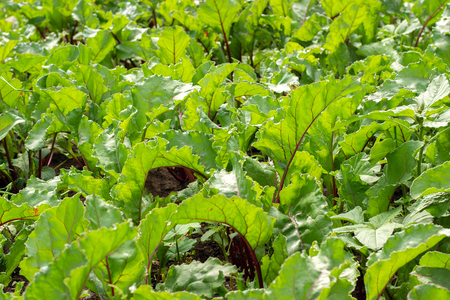 Green vegetable beetroot bushes. Growing root vegetables in open field.