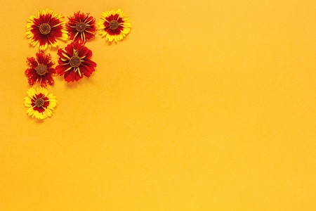 Flower composition. Several yellow red flowers in the top left corner on orange background. Flat lay Top-down composition. Copy space Template for postcard, lettering text or your design.の写真素材