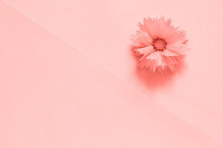 One pink flower on paper background toned trendy coral color of the year 2019, Minimal style Copy space Template for lettering, text or your design. Creative Top View.の写真素材