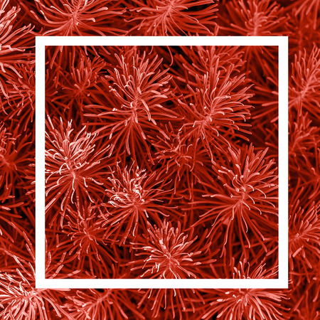 Ornamental grass bushes foliage with white frame main toned trendy coral color of the year 2019, Colorful concept. Template for text or your design.の写真素材