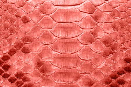 Snake leather in coral color toned, background or texture. Scaly python skin closeup.