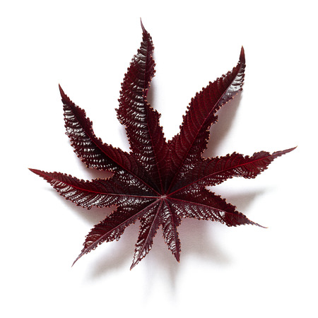 Fresh red castor bean natural leaf isolated on white background.