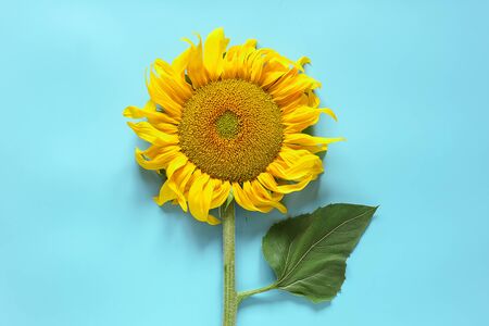 Fresh yellow sunflower on blue background with copy text. Top view, Flat lay, Template.の写真素材