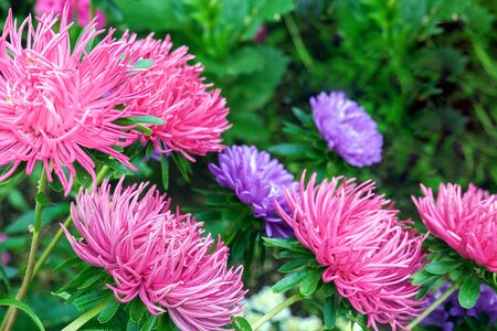 Pink, purple aster flowers in the garden on a summer day, copy space.の写真素材