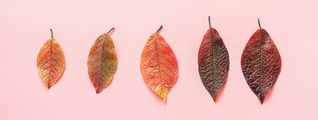 Row of colorful autumn leaves on pink background. Minimal style Banner Top view, Flat lay. Autumn concept Template for postcard, invitation and your design,の写真素材
