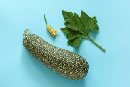 Fresh zucchini with green leaf and flower on blue background. Concept Organic squash vegetable. Copy...