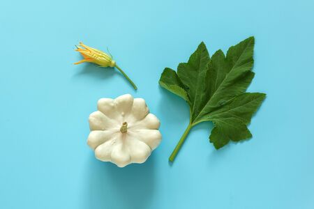 Fresh white pattypan squash with green leaf and flower on blue background. Concept Organic bush...