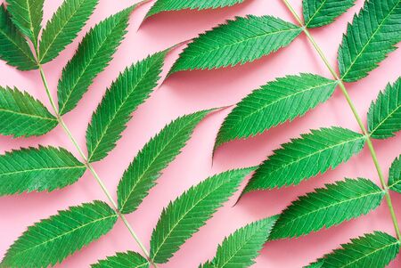 Green natural leaves on pink paper, close-up. Abstract background, texture. Top view, flat lay, template for design.の写真素材