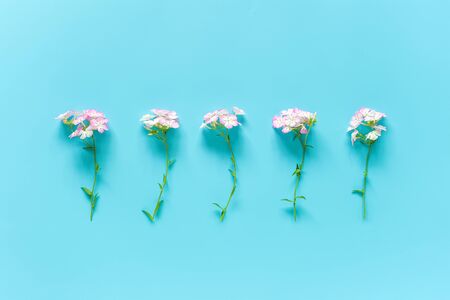 Natural small delicate flowers in row on blue background with copy space. Concept Hello spring or summer, womens day. Template for design, greeting card, invitation, postcard Flat Lay Top view.の写真素材