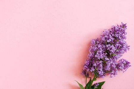 Branch of lilac on pink background with copy space for your text. Backdrop Hello spring, womens day...