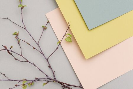 Branches of a tree with young blossoming leaves on geometric pastel colors paper background,...