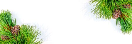 Banner made of natural evergreen cedar branches with cones border on white background. Copy space...