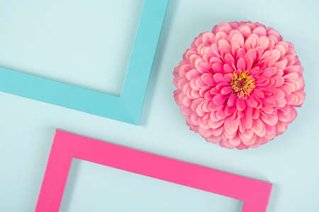 Creative composition made of one flower and bright colored frames. Flat lay Top view.の写真素材