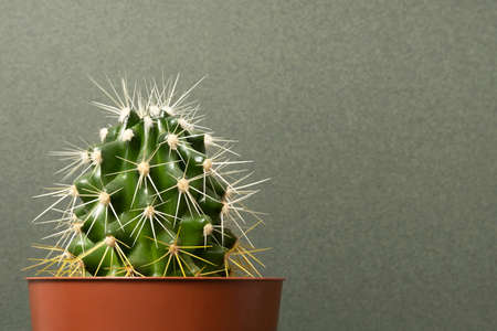 Home plants. Cactus in brown pots on a green background. Close-up, Front view Copy space.の写真素材