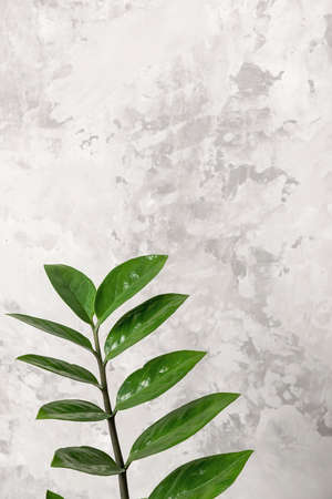 Branch with leaves of zamiokulkas close-up on the background of a gray stone wall. Front view, Copy space.の写真素材