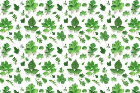 Pattern of various natural green leaves on a white background, as a backdrop or texture. Spring, summer wallpaper for your design. Top view Flat lay.の写真素材
