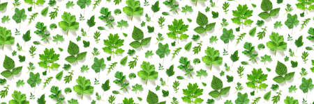 Pattern of various natural green leaves on a white background, as a backdrop or texture. Spring,...