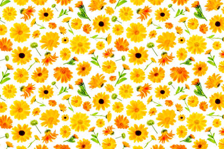Pattern of orange flowers of calendula on a white background, as a backdrop or texture. Spring,...