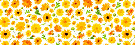 Pattern of orange flowers of calendula on a white background, as a backdrop or texture. Spring, summer wallpaper for your design. Top view Flat lay Banner.の写真素材