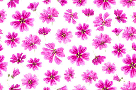 Seamless pattern of pink flowers on a white background, as a backdrop or texture. Spring, summer...