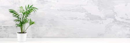 Banner made with houseplant green palm chamaedorea in white pot on table against gray concrete wall. Front view Copy space.の写真素材