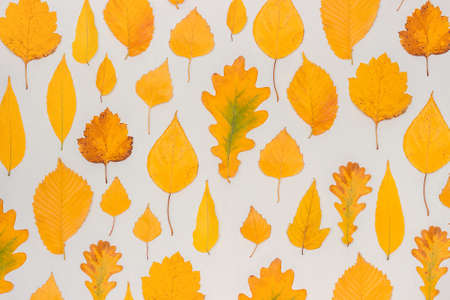 Autumn yellow leaves on gray background, fall wallpaper. Top view Flat lay.の写真素材
