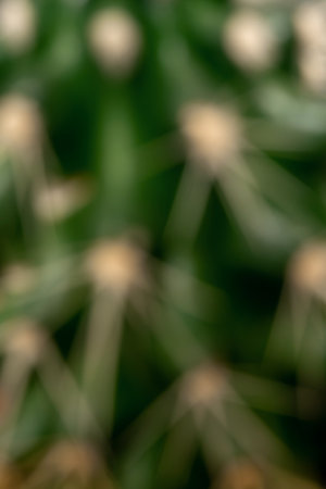 Abstract green blurred background. Defocused natural texture of cactus closeup.の写真素材