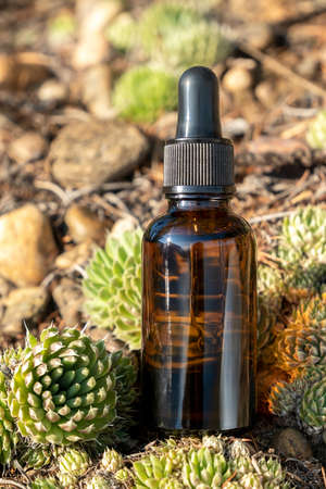 One brown glass dropper bottle with serum, essential oil or other cosmetic product and succulent flowers outdoors. Natural Organic Spa Cosmetic Beauty concept.の写真素材