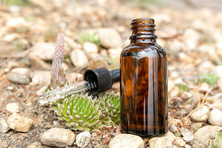 One brown glass dropper bottle with serum, essential oil or other cosmetic product and succulent flowers outdoors. Natural Organic Spa Cosmetic Beauty concept.の写真素材
