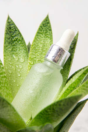 One glass dropper bottle with serum, essential oil or other cosmetic product and green tropical flower, plant, closeup. Natural Organic Spa Cosmetic Beauty concept.の写真素材