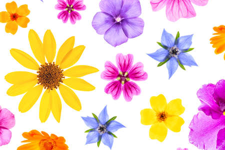 Bright pattern of colorful flowers on a white background, as a backdrop or texture. Spring, summer floral wallpaper for your design. Top view flat lay.の写真素材