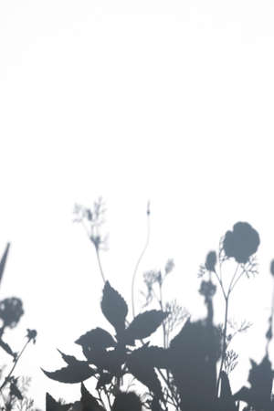 Gray shadows of the flower and grass on white wall in sunny day. Abstract neutral summer background...