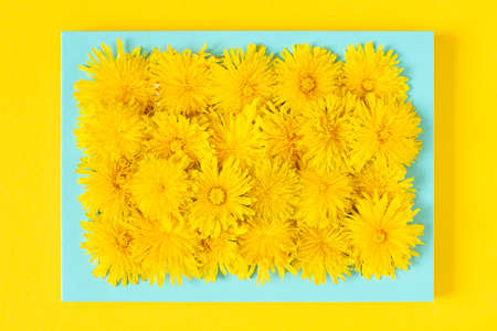 summer picture. Blue frame with yellow dandelions flowers on yellow background. Creative summer time...