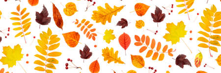Banner made with natural autumn leaves and berry on a white background, as a backdrop or texture. Fall wallpaper for your design. Top view flat lay.の写真素材