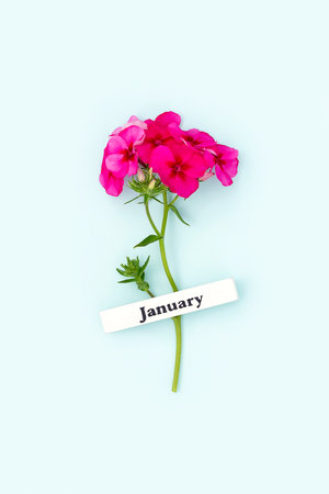 Calendar winter month January and red flower on blue background. Top view flat lay. Minimal concept Hello January. Top view, flat lay, greeting card.の写真素材