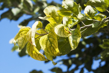 branch with yellow leaves against the blue sky