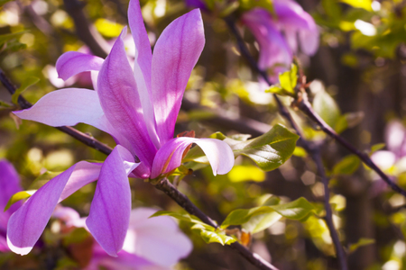 The branch of a flowering magnoliaの写真素材