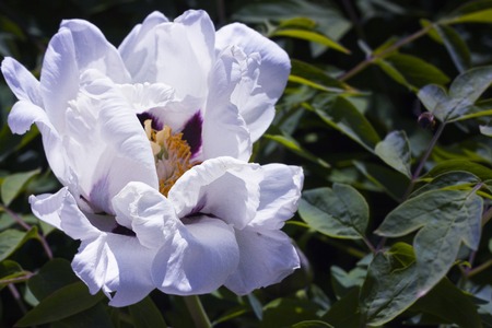 Beautiful white peonies in the gardenの写真素材