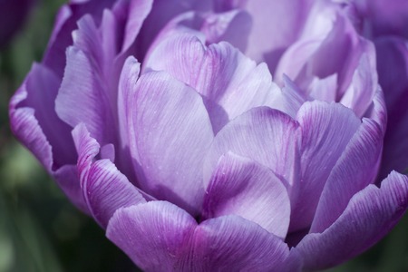 Delicate spring flower tulip