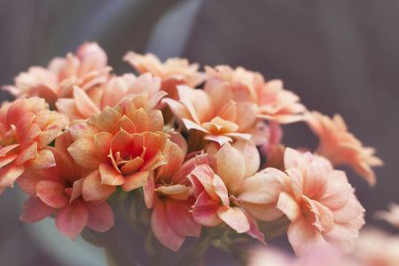 Flowering decorative flowers growing in the gardenの写真素材
