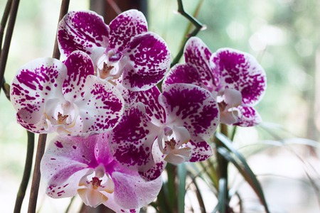 orchid, flower, bloom, beautifulの写真素材