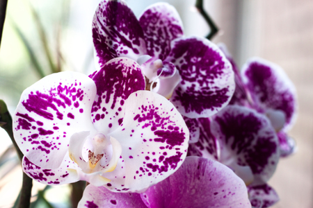 Streaked orchid flowers. Beautiful orchid flower and budの写真素材