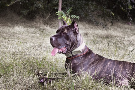 italian cane corsoの写真素材