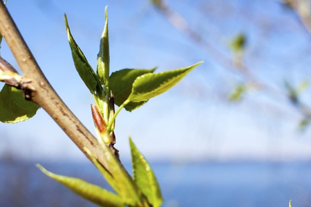 The first spring gentle leaves, buds and branches, macro backgroundの写真素材